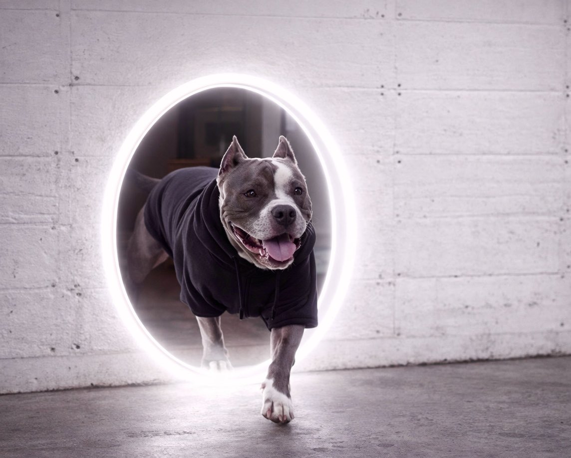 WonderNovaPrime's tweet photo. .@x_RIFT_x portals &amp; hoodies for your favorite best friend only 🙆🏻🩷🐶 https://t.co/b7rxaBKxsp
