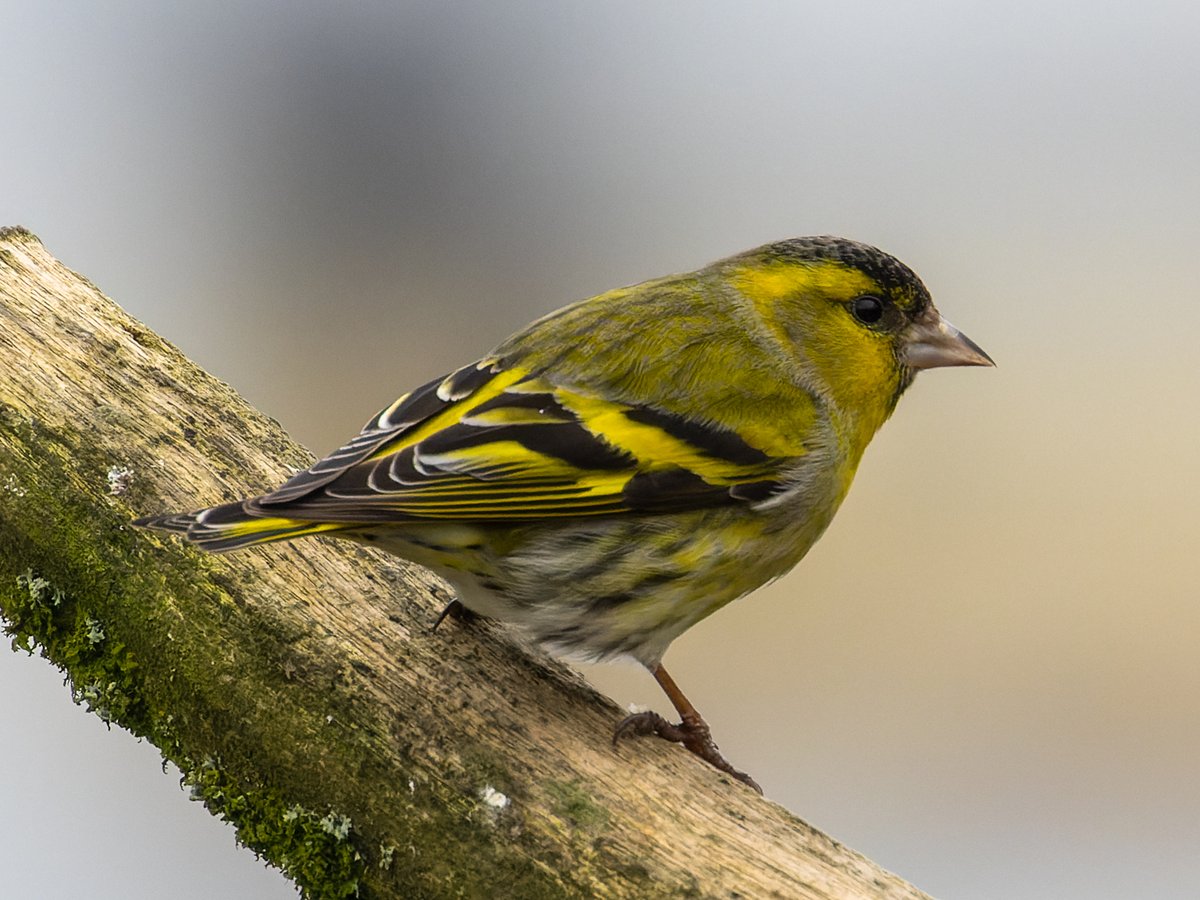 Pete Sutton tweet media