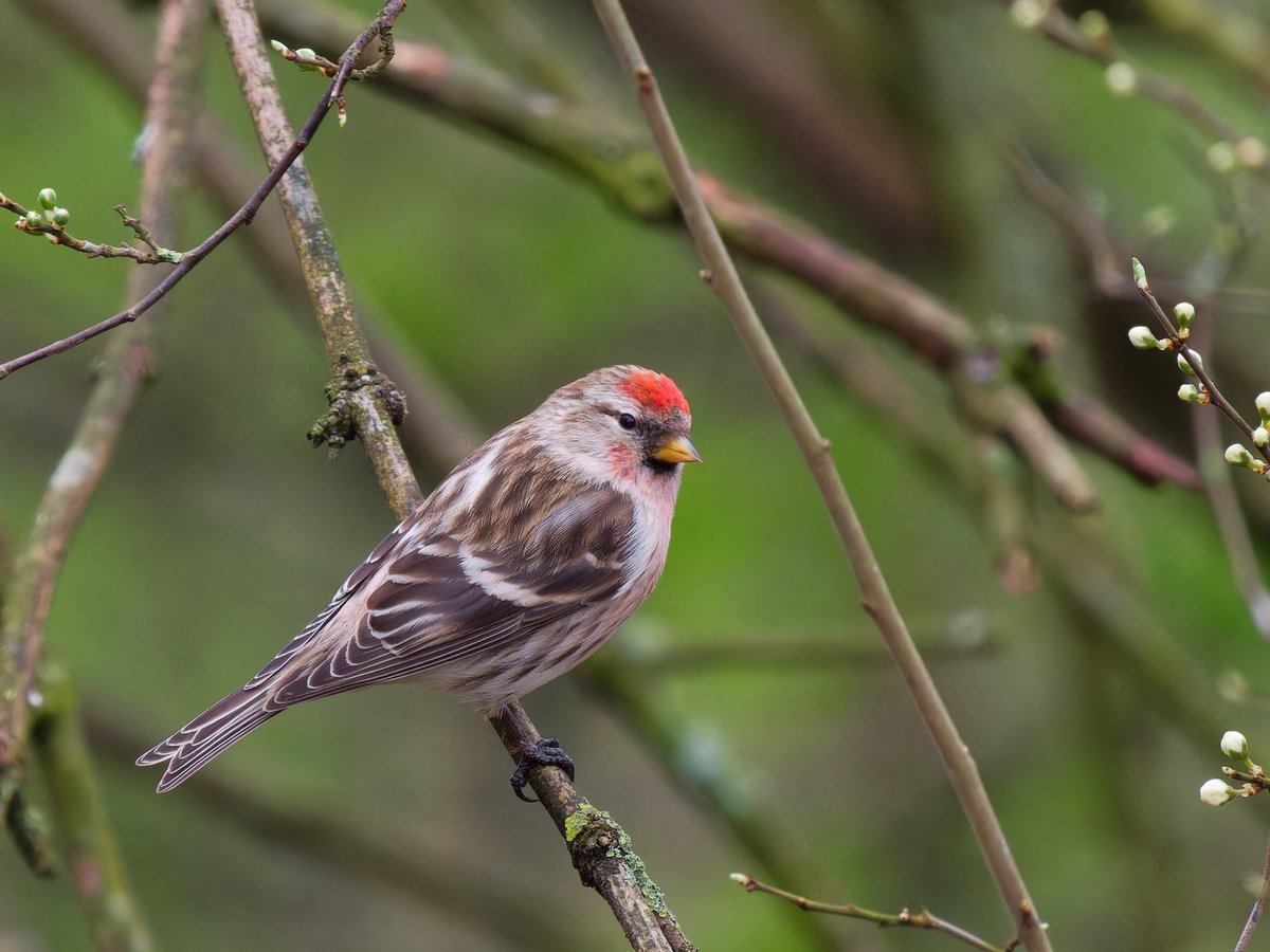 Michael Sanders tweet media