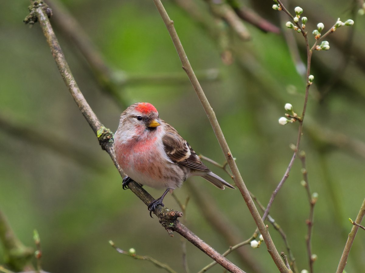 Michael Sanders tweet media