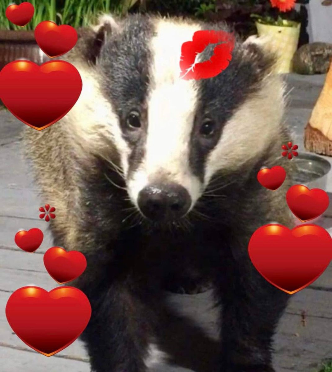 Our busy time is back we had 12 separate visits last night, so if anyone would like to send some supplies to Mr Lumpy &amp; Friends the Nut Fairy would very much appreciate it 🙏🦡🦊🐾🐾❤️

amazon.co.uk/hz/wishlist/ls… 🙏