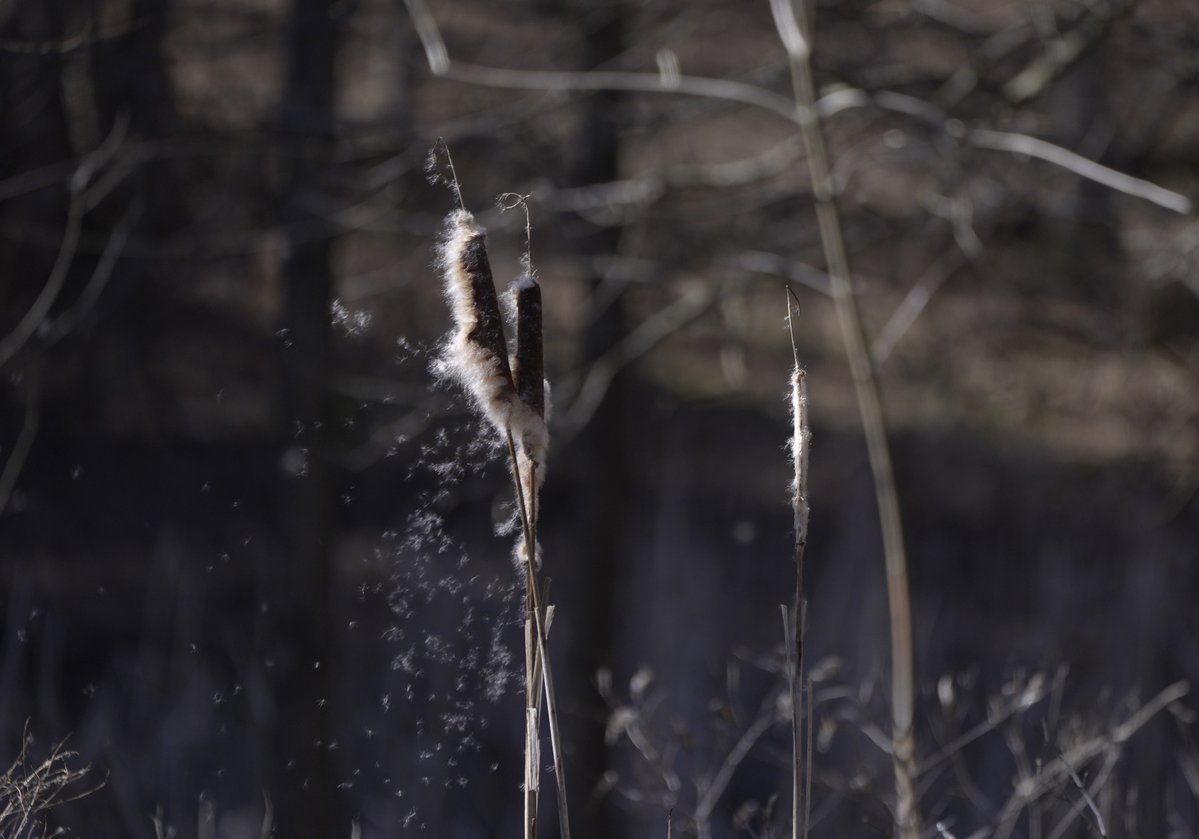 Tina MacIntyre-Yee 🌊 tweet media