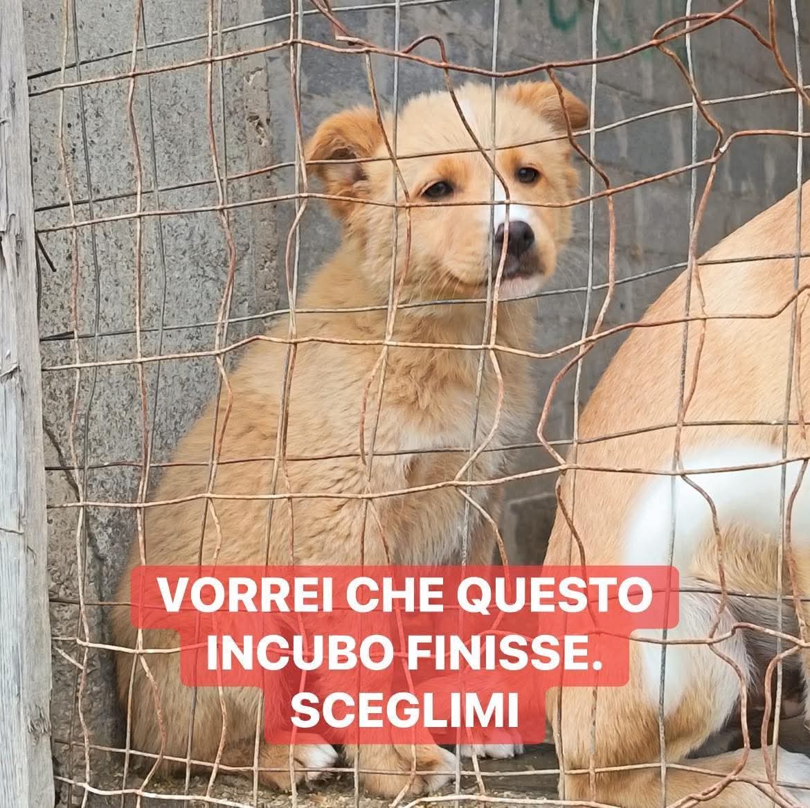 FiorellaArcodi1's tweet image. NESSUNA CHIAMATA PER TRUDY💔
.

Trudy ha 3 mesi e mezzo, sarà una tagli media contenuta, un orsetto dolcissimo. Vederlo crescere in canile è straziante.😔

📍Puglia

Per adozione lasciate una breve presentazione al numero 380 779 4186 🙏
facebook.com/share/p/1NHjGp…
#puglia