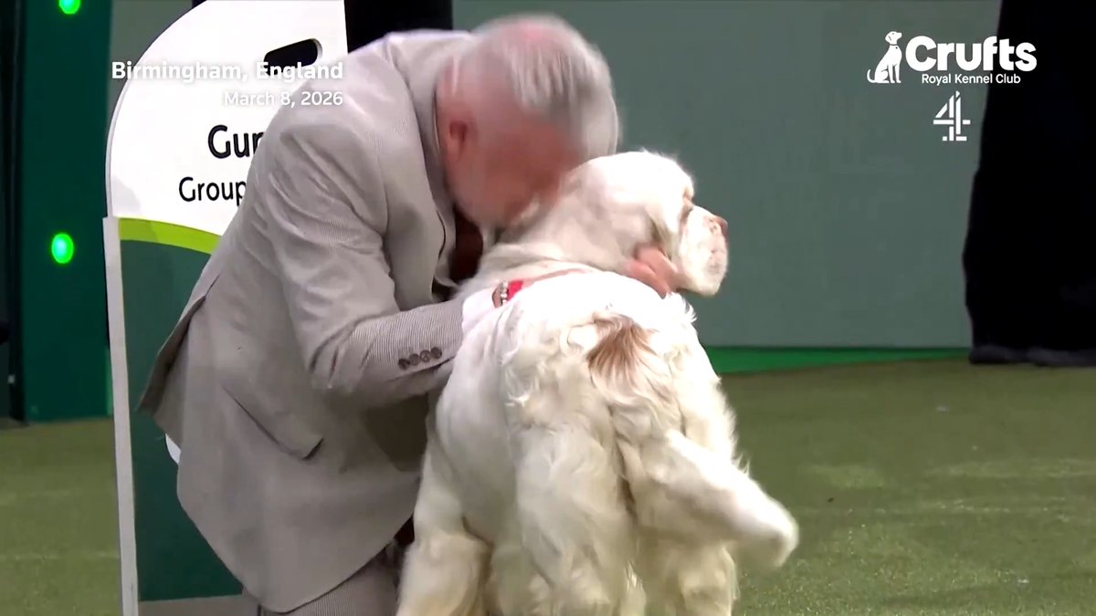 Clumber Spaniel Bruin crowned winner of Crufts best in show
