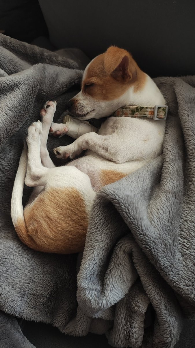 Pawsi 🎂 🎮 tweet media