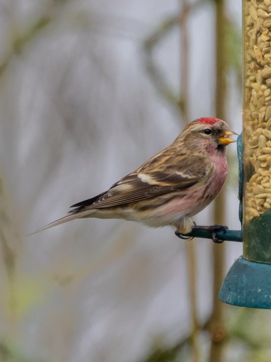 Pete Sutton tweet media