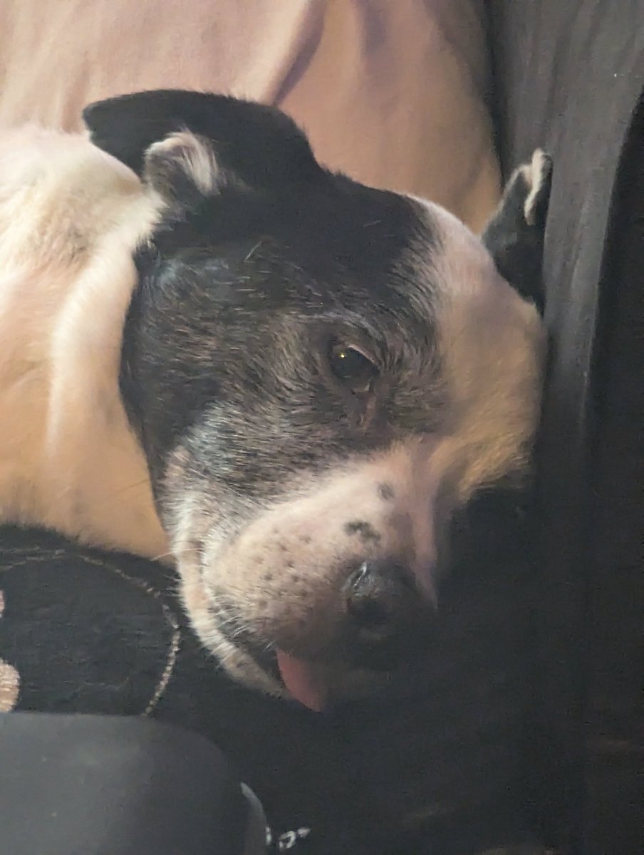 Sleepy Patch!

#smallbeauties #smallbeautieshour #becauseofclem #threadofgold <a href="/ThreadofGold1/">Thread of Gold</a>