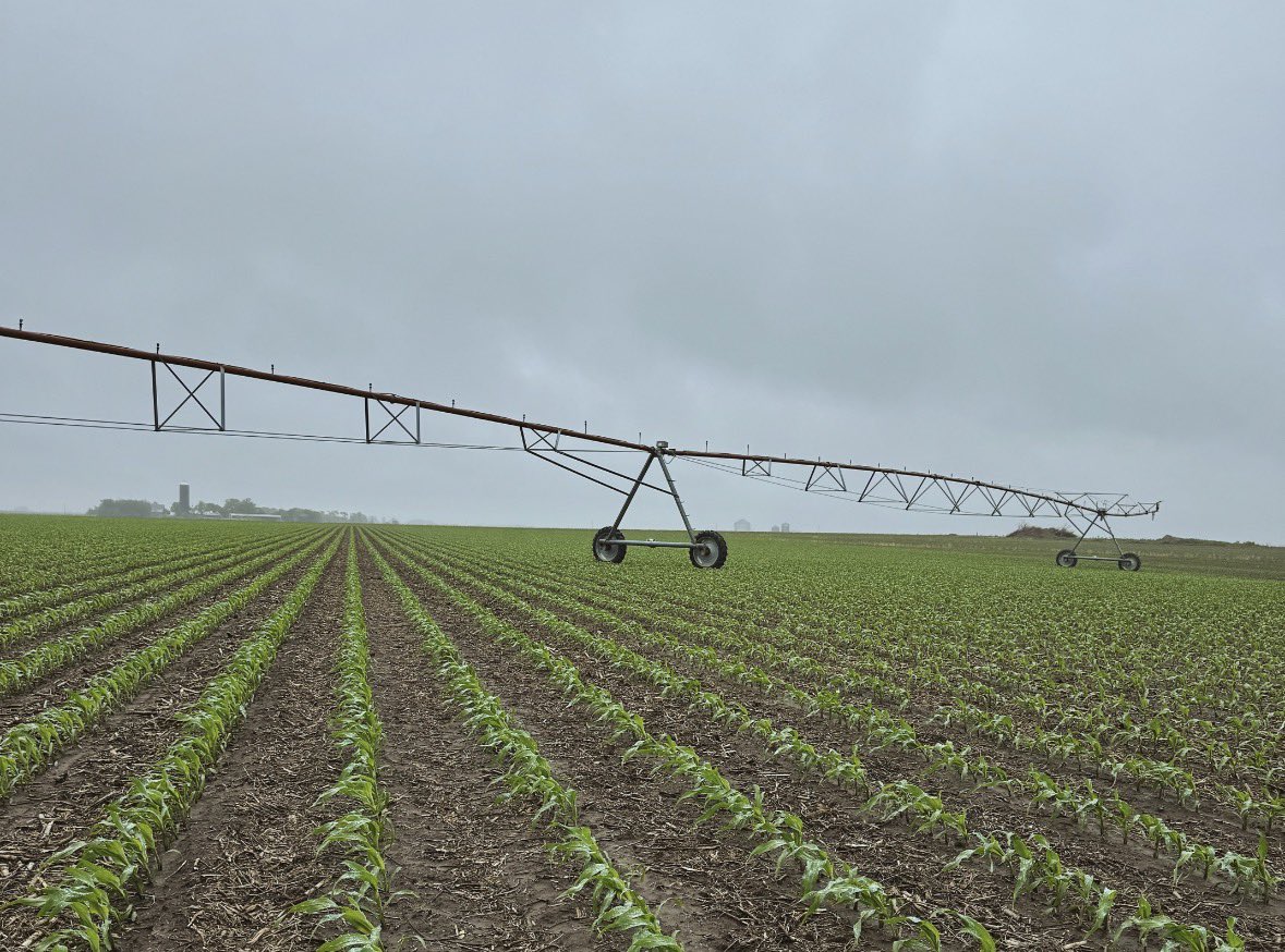 K-State Agronomy tweet media