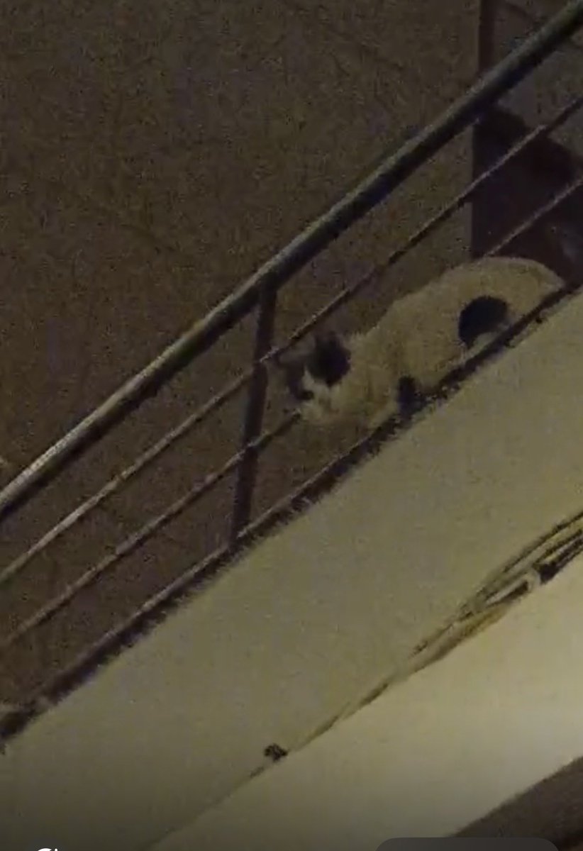 leonoroales's tweet photo. Este pobre gatito que está en la calle Camelia de Sevilla se pasa día y noche fuera en el patio con frío, calor, con las lluvias tan fuertes de este invierno y la familia que lo tiene ni en los peores días lo ha dejado pasar adentro para refugiarse @seprona_gc @Ayto_Sevilla https://t.co/RYHC3cPu0E