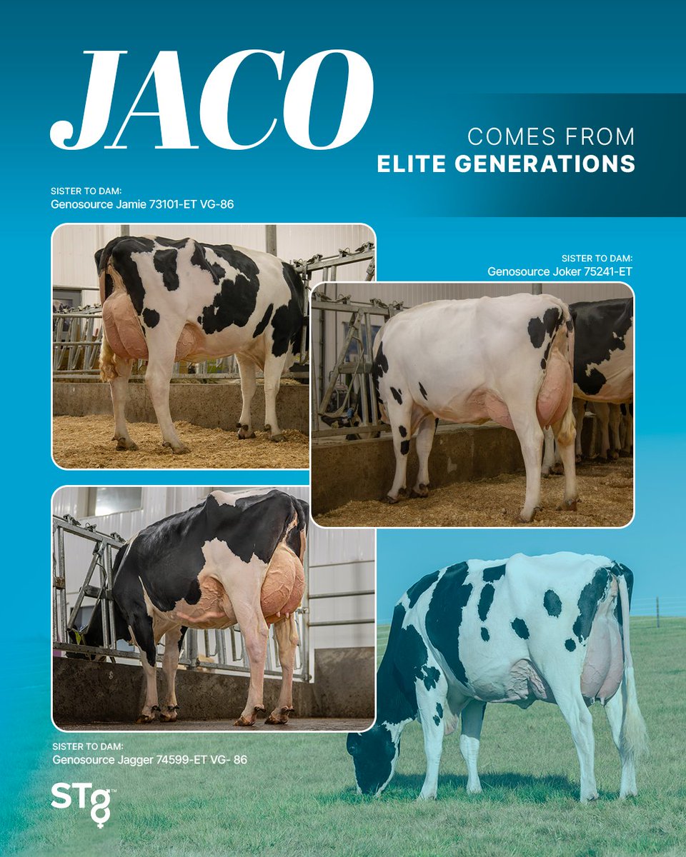 STgenetics's tweet image. Genomic Power delivered through generations!

JACO is +3525 GTPI +1176 Eco$
JACO is +1342 Milk +179 CFP
JACO is +4.7 PL +1.9 CCR &amp;amp; A2A2
#JACO is a Legend™ sire available in #UltraplusHighPurity™: bit.ly/4jUaOx8 #NewSire #GTPI