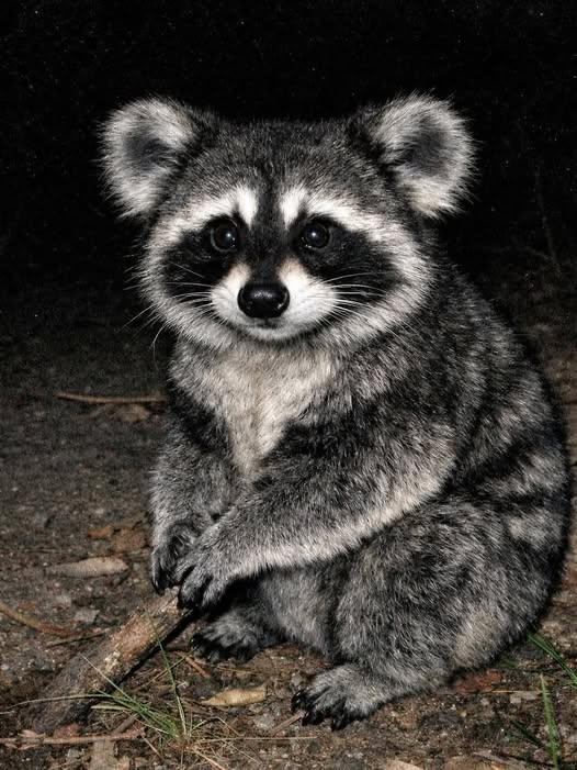 ryangtanaka | teia.cafe tweet media