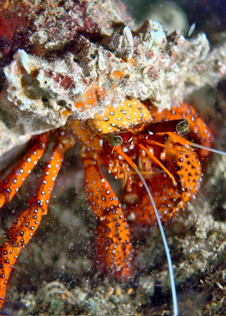 Dardanus megistos is a super cute, big fluffy hermit crab with a vibrant red-orange body dotted in adorable white spots!
<a href="/Snapdragon/">Snapdragon</a> gives me superpowers: top pics even at the ocean floor!
<a href="/Snapdragon_UK/">Snapdragon UK</a>
<a href="/snapdragon_LAT/">Snapdragon Latam</a>
<a href="/Vivo_GLOBAL/">vivo Global</a>
<a href="/vivo_espana/">vivo España</a>
#vivoX200Ultra
#ShotonSnapdragon