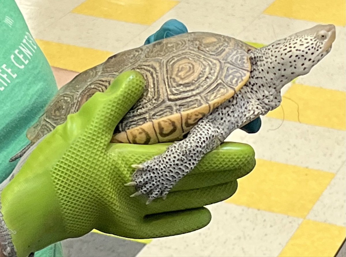 Connections Academy tweet media