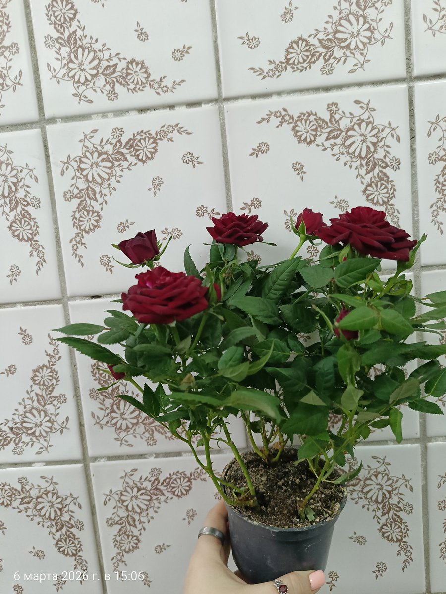 Приятно в руках держать цветочки подаренные мне, а не мной кому-нибудь

#8марта