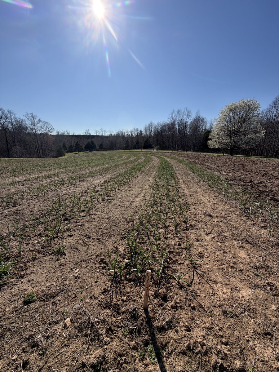 Bugle Boy Farm tweet media