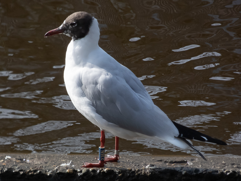 Harry Kuipers tweet media