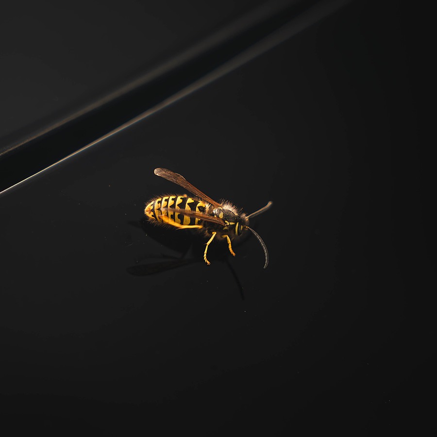 Fields CJDR IL tweet media