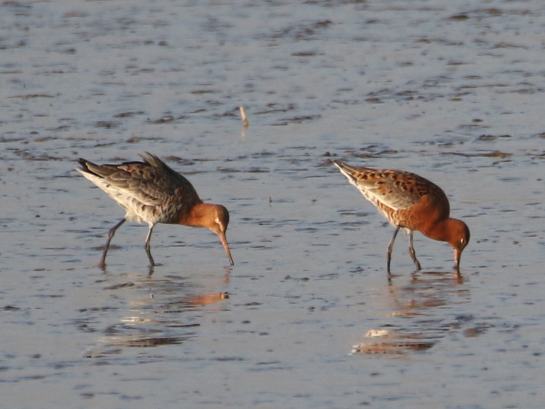 Gerard Groeneveld tweet media