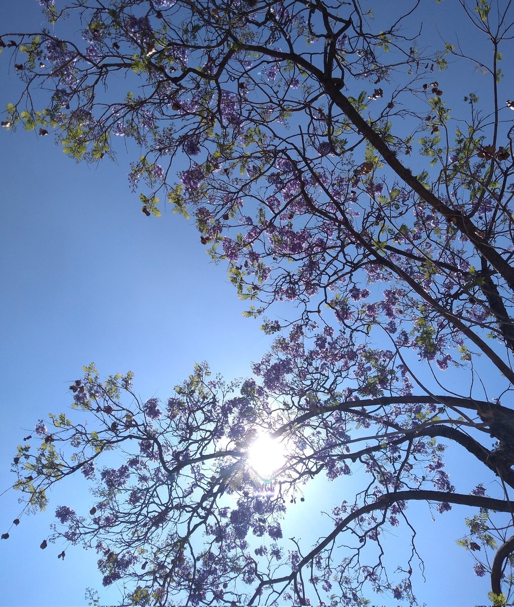 La tierra ríe en flores.💜