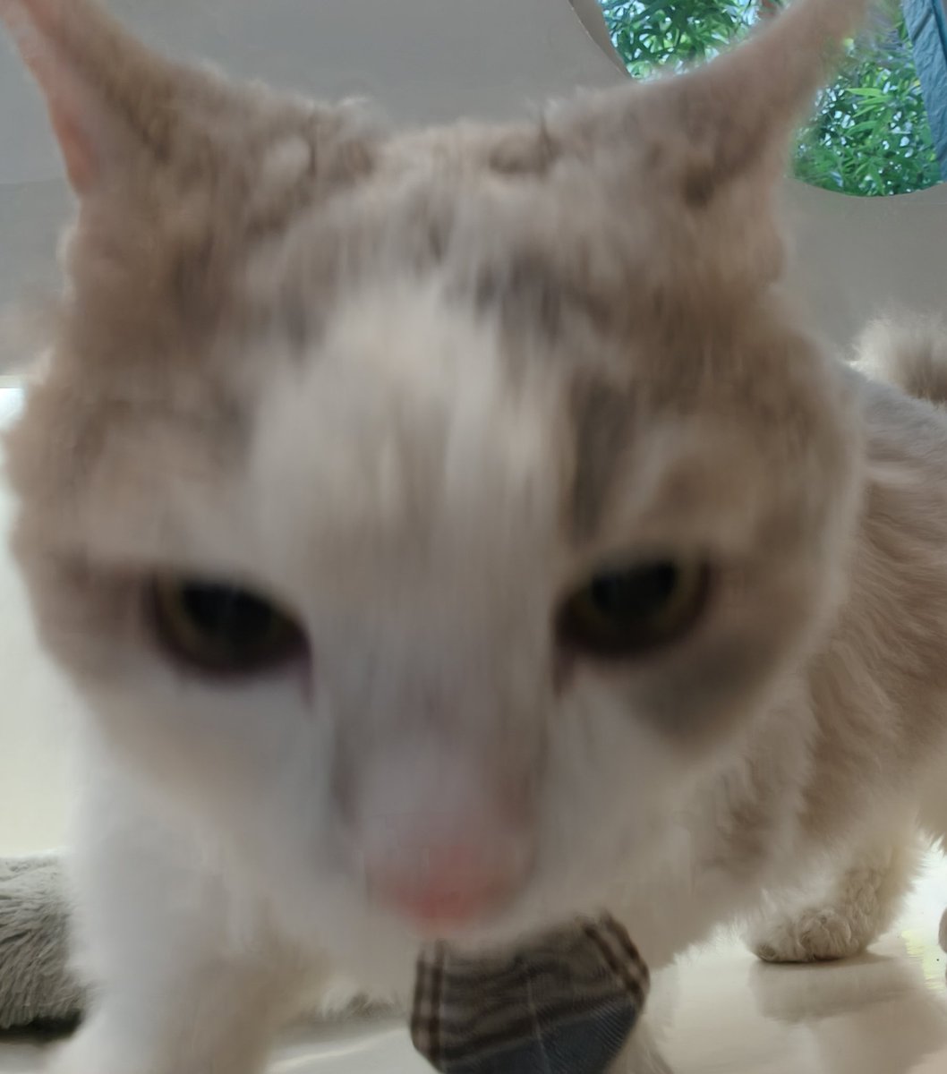 一只牛角包 tweet media