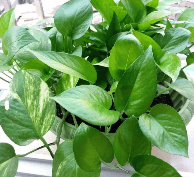BrandonBales9's tweet photo. 5-Second Plant Tip!  Water pothos only when the top 2 inches of soil feel dry—overwatering is its biggest enemy! Keep it in bright indirect light, and watch it trail happily. Tag a plant parent who needs this reminder! https://t.co/NKLzWc7DIb