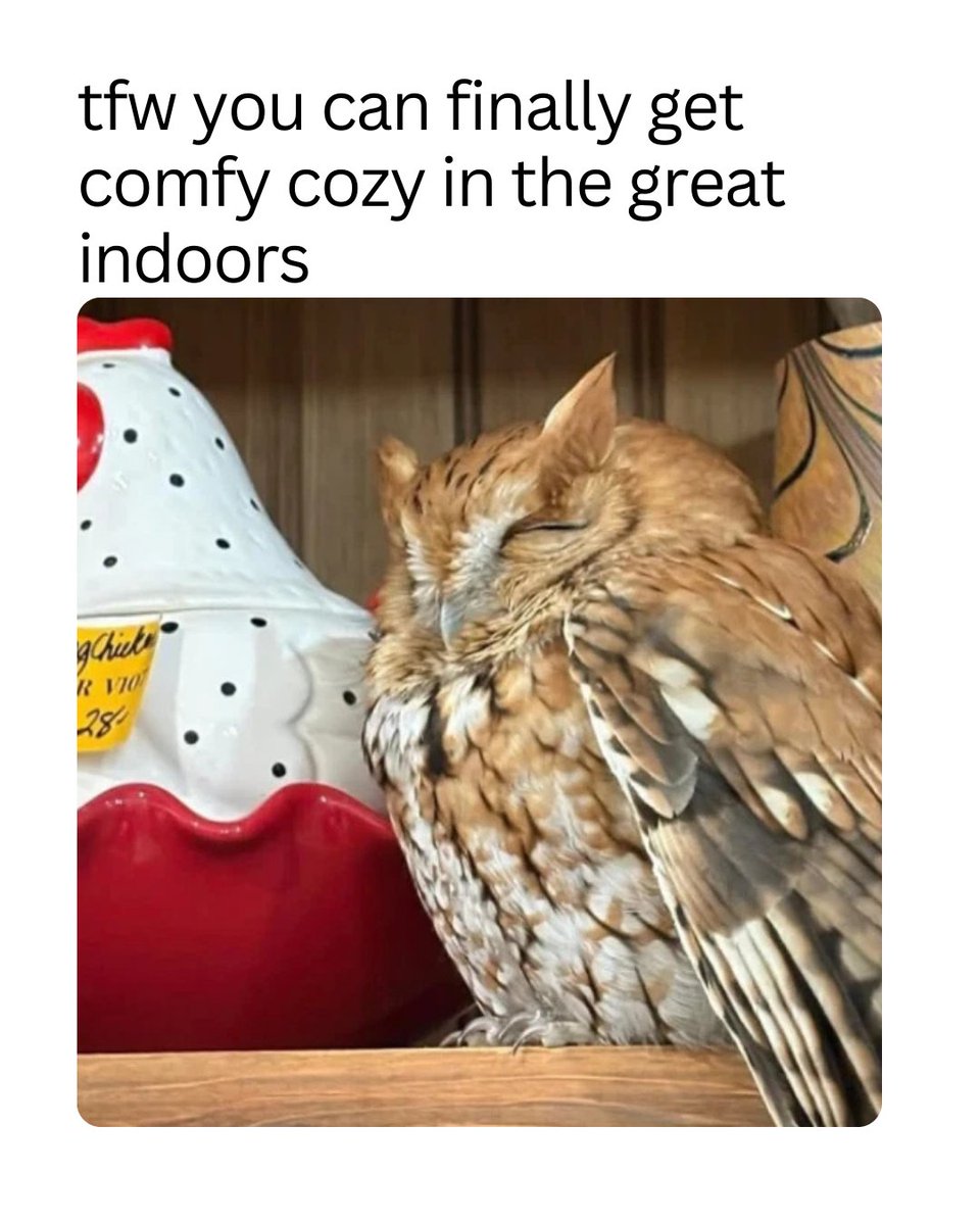 PointPlaceNY's tweet photo. if you need me, owl be at the great indoors 🦉 💤  (photo: @cnycentral) https://t.co/5trhnabIWK
