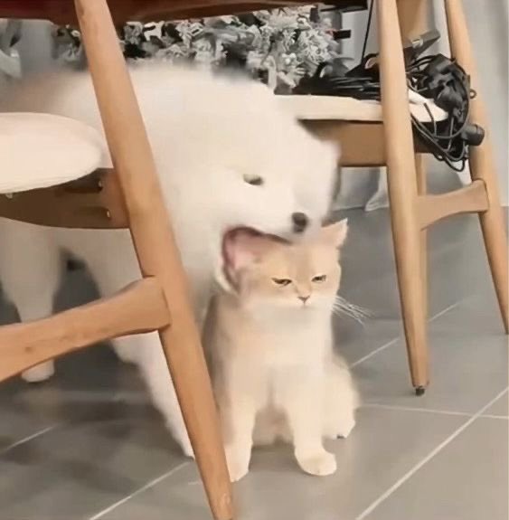 Floor Dog tweet media