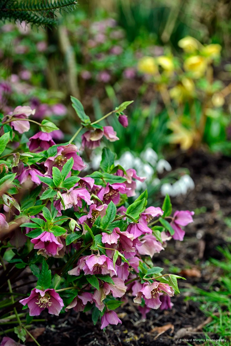 dynamicsoflight's tweet photo. Some recent images from Kilgar gardens. The helebores were at their peak!
#spring #hellebore #witchhazel #springflowers #gardenphotography #gardenphotographer https://t.co/x8aD6Da2SW