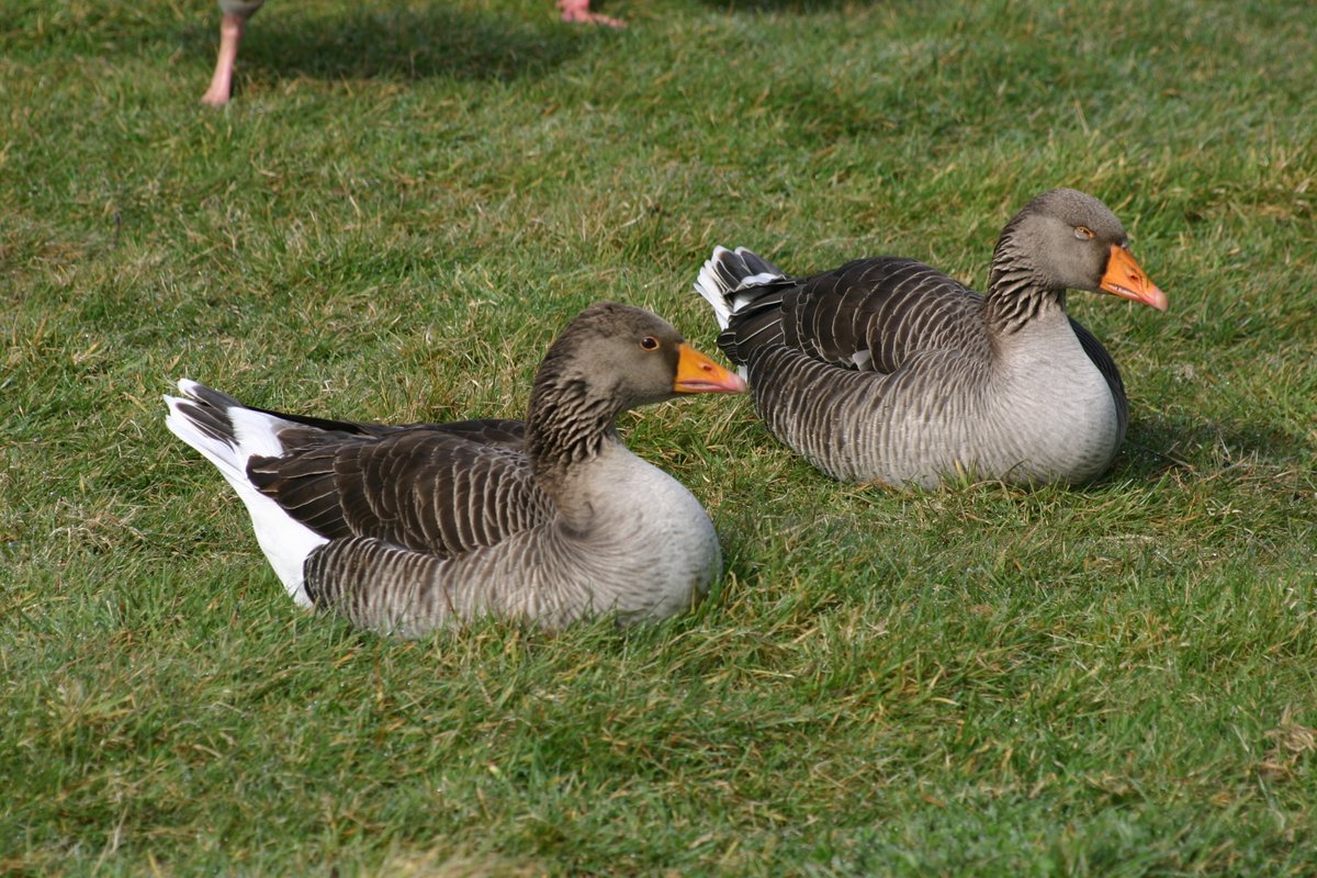 Terry Flanagan tweet media