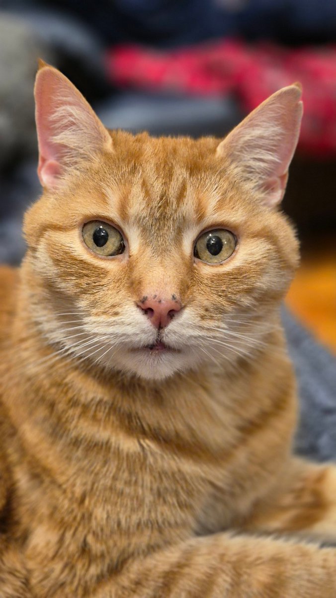 Johnny coolcat R.I.P Memorial page tweet media