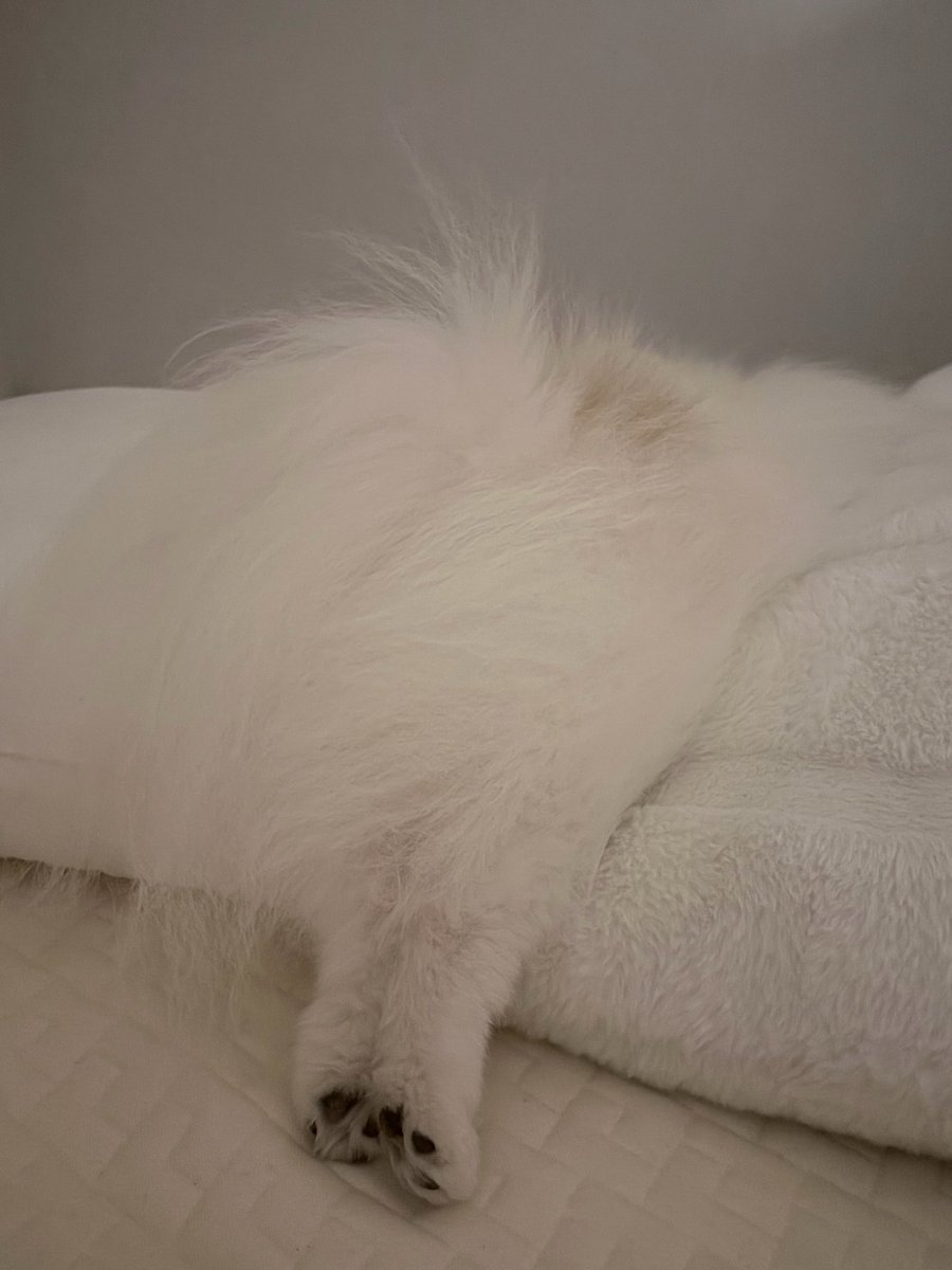 공중 쓰담쓰담🫳🏻🐾💕