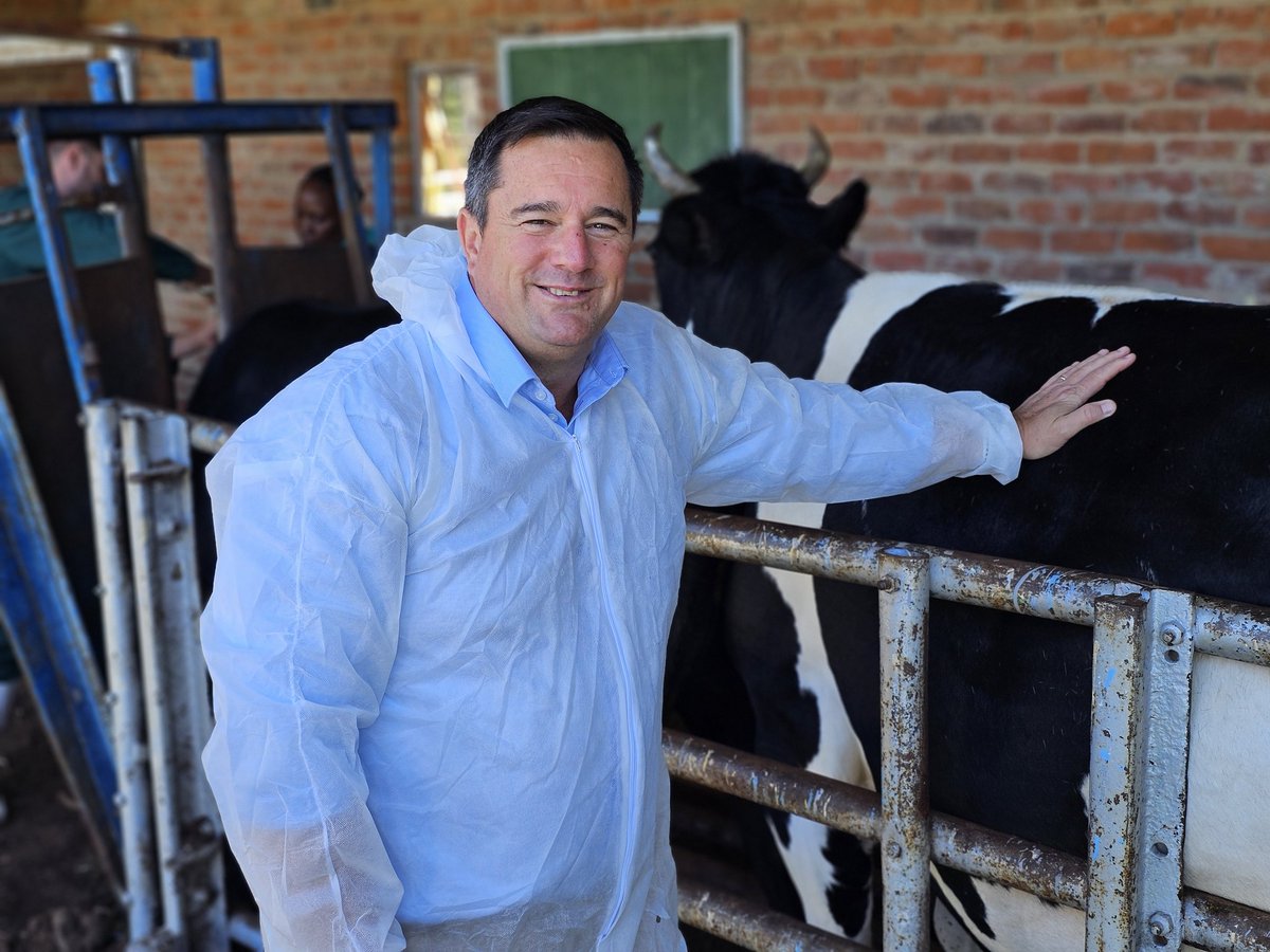 Our_DA's tweet image. 💉🐄 200 000 doses of Foot and Mouth Disease vaccines have been delivered to the Free State.

Today SA’s nationwide vaccination drive continues under the leadership of Minister John Steenhuisen, with more than 76 000 doses already distributed.