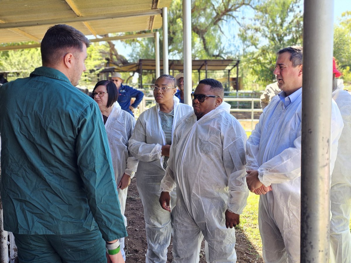 Our_DA's tweet image. 💉🐄 200 000 doses of Foot and Mouth Disease vaccines have been delivered to the Free State.

Today SA’s nationwide vaccination drive continues under the leadership of Minister John Steenhuisen, with more than 76 000 doses already distributed.