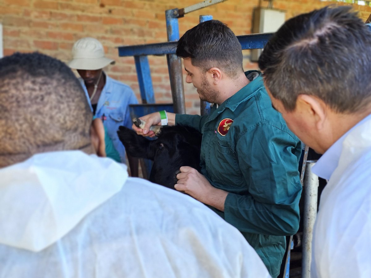 Our_DA's tweet image. 💉🐄 200 000 doses of Foot and Mouth Disease vaccines have been delivered to the Free State.

Today SA’s nationwide vaccination drive continues under the leadership of Minister John Steenhuisen, with more than 76 000 doses already distributed.