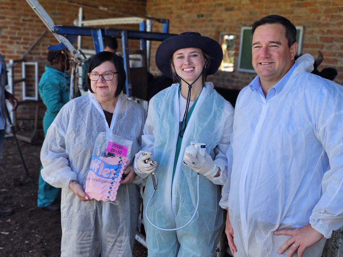 Our_DA's tweet image. 💉🐄 200 000 doses of Foot and Mouth Disease vaccines have been delivered to the Free State.

Today SA’s nationwide vaccination drive continues under the leadership of Minister John Steenhuisen, with more than 76 000 doses already distributed.