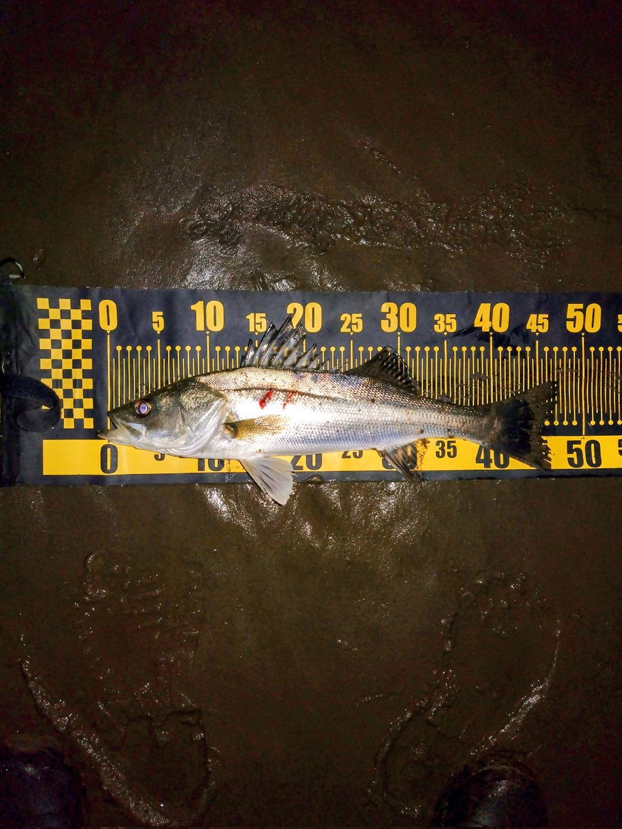 tone_angler's tweet photo. ノーバイトの時間が長かったから、スレ掛かりでも、釣れて嬉しい１尾でした https://t.co/9gVTZf6mDm
