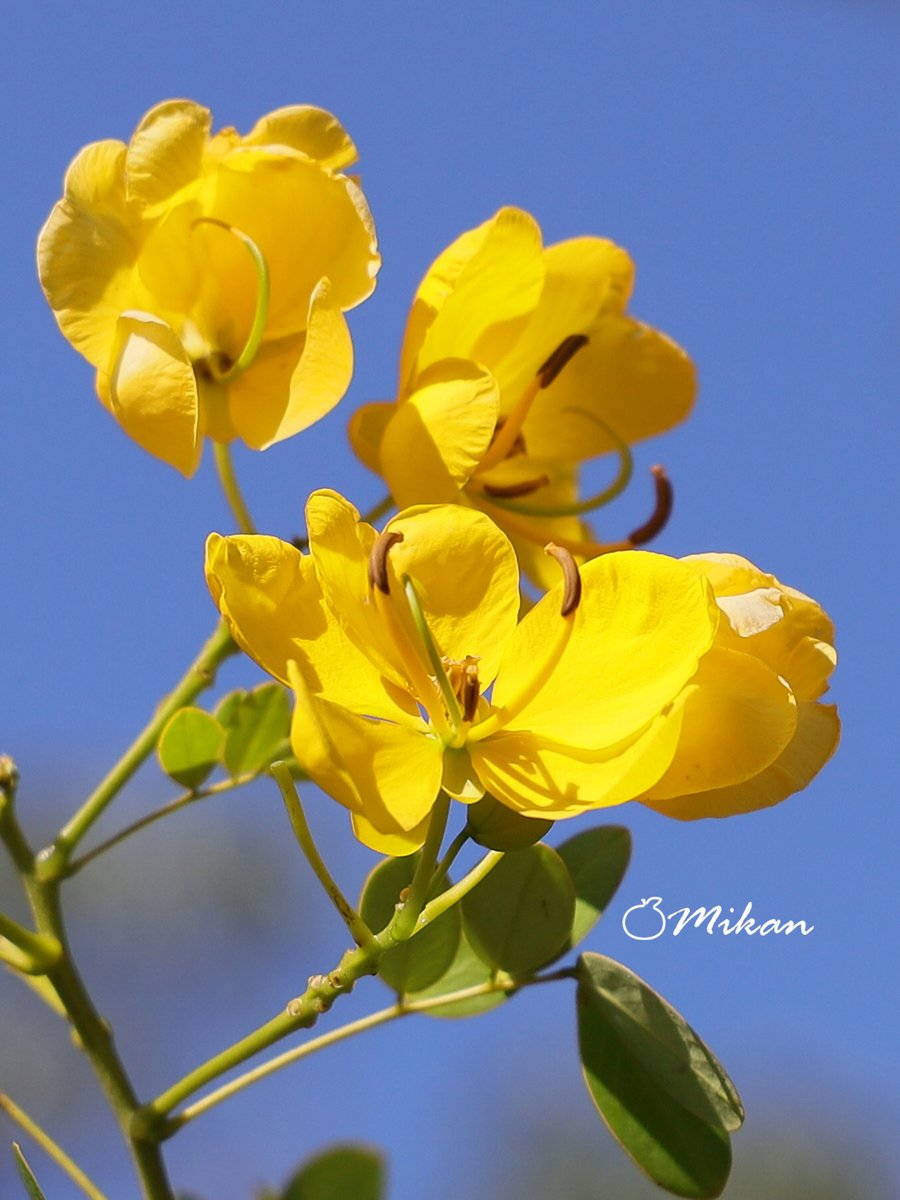 🍊夏みかん🎀 (@N1T2M322) / Posts / X