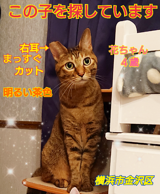 squirrelemi's tweet photo. 猫を探しています。花ちゃん４歳。明るい茶色の猫です。2024年4月11日横浜市金沢区富岡東の自宅から私の不注意で外に出てしまい迷子のままです。皆さま拡散、リポストありがとうございます。
#猫を探しています 
#拡散希望 
#リポストお願いします 
#横浜市金沢区 
#迷子猫 https://t.co/FPfY6srvoB