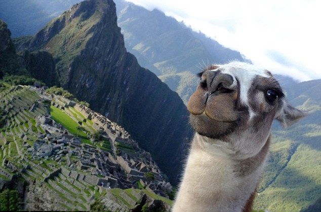 Writing & Editing tweet media