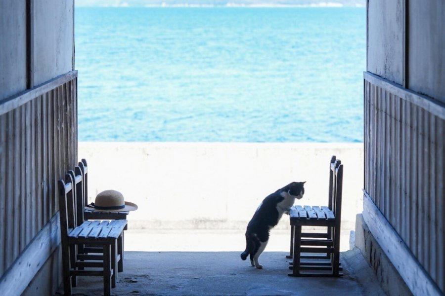 Sigпalpеsтт tweet media