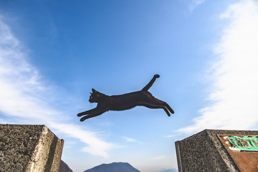 Sigпalpеsтт tweet media