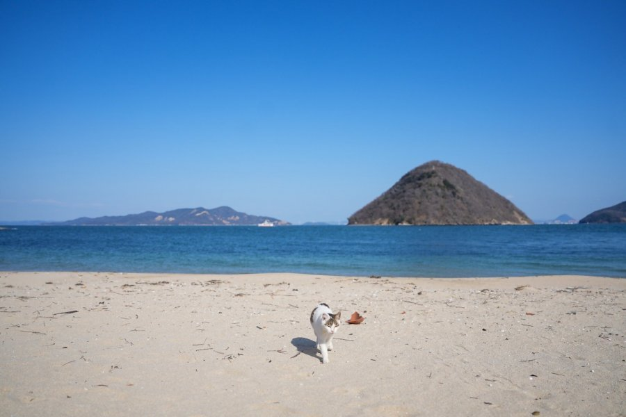 Sigпalpеsтт tweet media