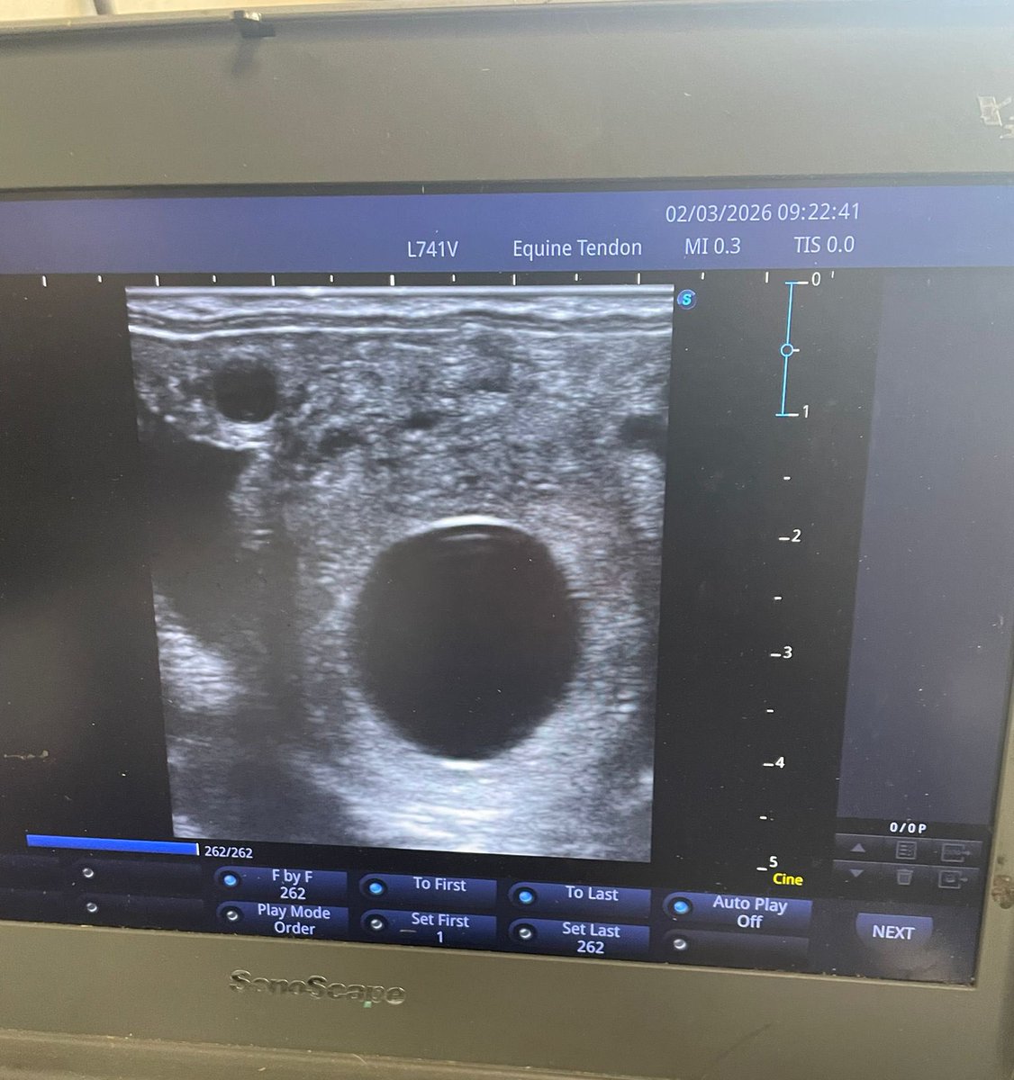 byerleystuduk's tweet photo. ➕ 𝗣𝗼𝘀𝗶𝘁𝗶𝘃𝗲 𝗣𝗗 𝘀𝗰𝗮𝗻𝘀!

🚚 One down, many more to go…

Our first mare of the year covered here is a positive one as we’re already well underway with lots of walk-ins done and so far a total of 1️⃣4️⃣ foals on the ground.

🌼 It’s finally starting to feel like spring! https://t.co/saFs5m3I0a