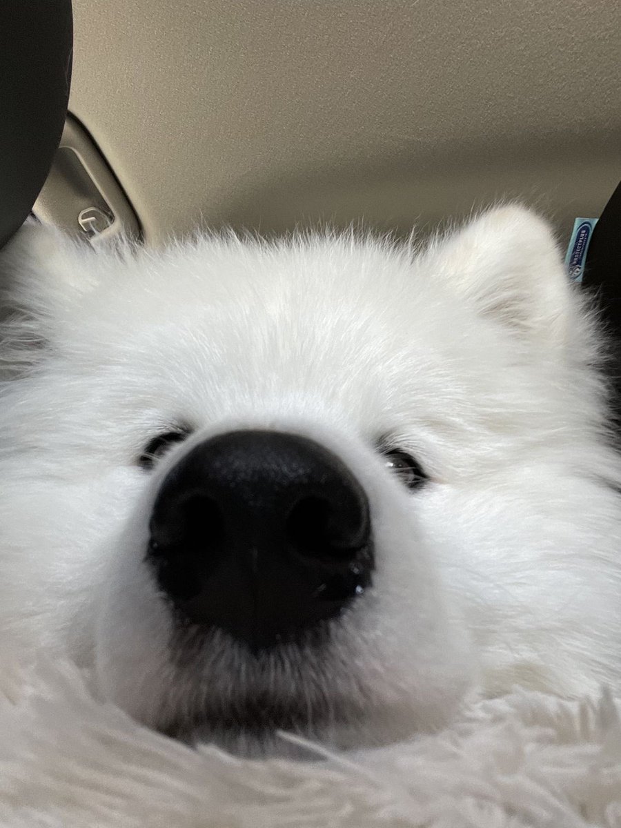 Floor Dog tweet media