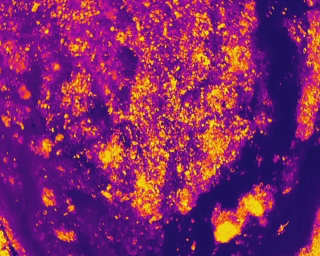 codohsapa tweet media