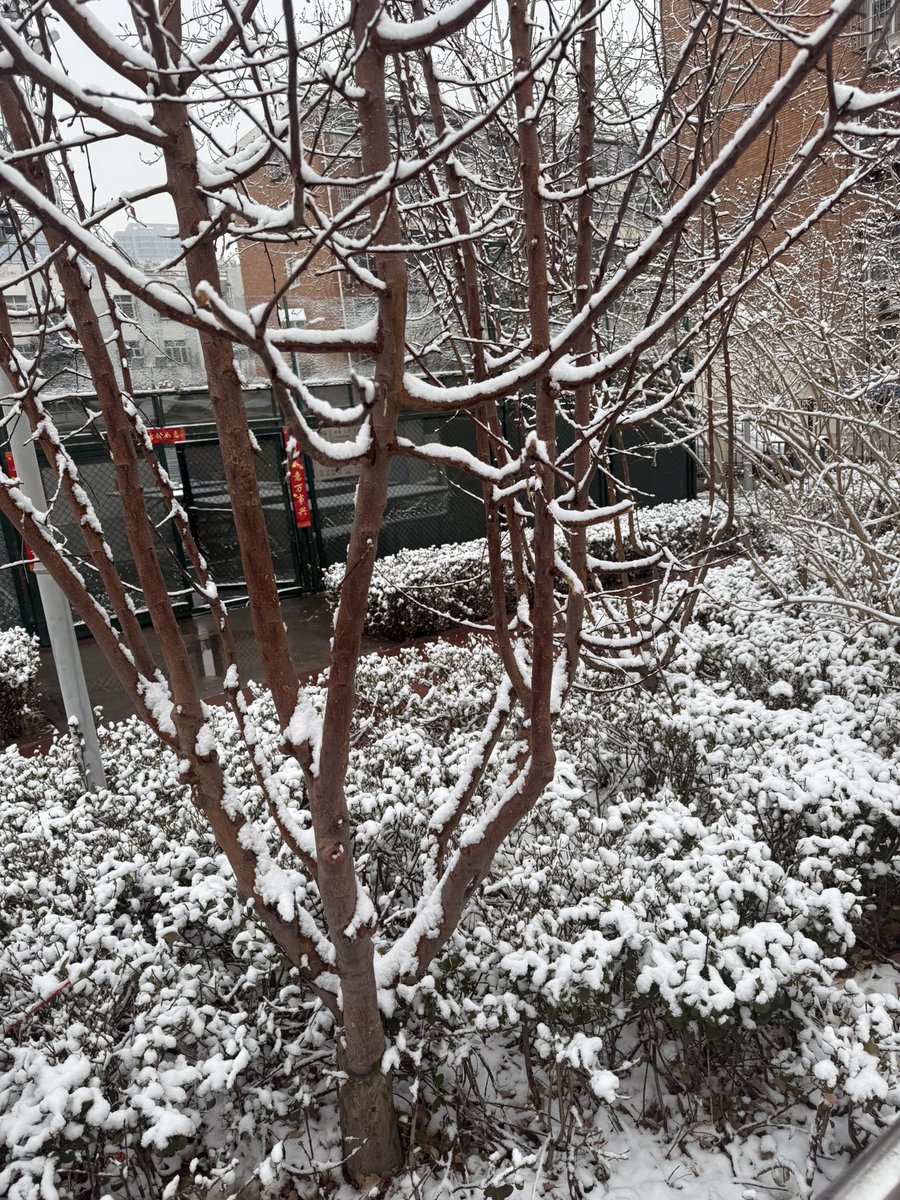 Zhoujian321's tweet photo. 张万森，下雪了。
张万森，雪化了。#单身万岁#熊熊🐻 https://t.co/RXsz01Qjoy