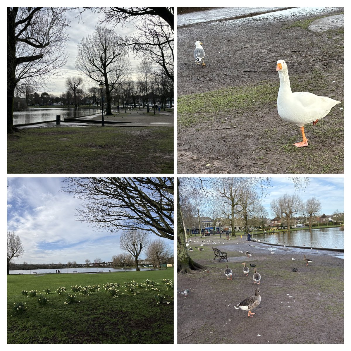 DanJCB001's tweet photo. Day 61 of our #100daysofwalking. A great walk with @davidahorgan around the #LoughCork in the lovely sunshine before going to his @csosc1990 swimming training🏃‍♂️🌞🏊‍♂️🟠🟣🍀 @NTBreakfast @NewstalkFM  #NewstalkFM #CSOSC  #SpecialOlympics #Cork https://t.co/R0iTTev6p6