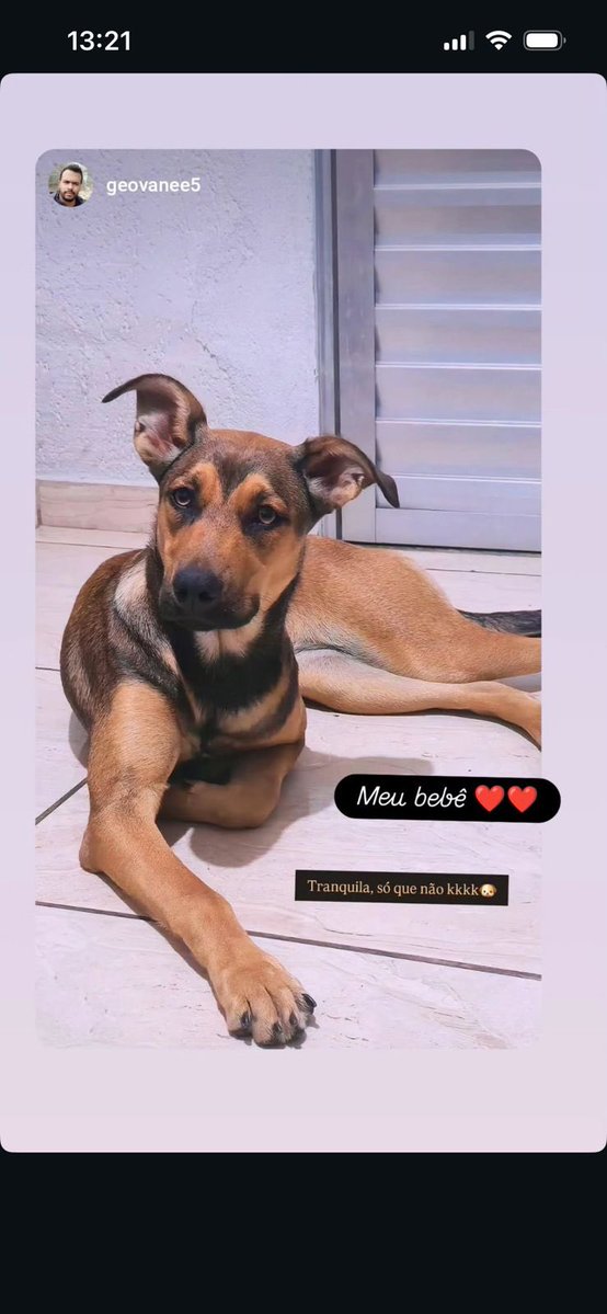 A gente adora saber como estão os cães que foram adotados conosco. Essa é a Lilith, que foi adotada ano passado ainda filhote. Vejam como ficou linda! Mais um final feliz. Obrigada, Patrícia, por dar a ela a chance de ter um lar! Desejamos saúde e bençãos pra vocês!