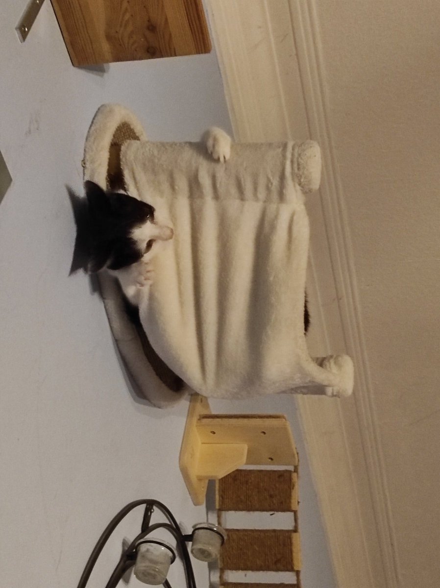 Rockkitties tweet media