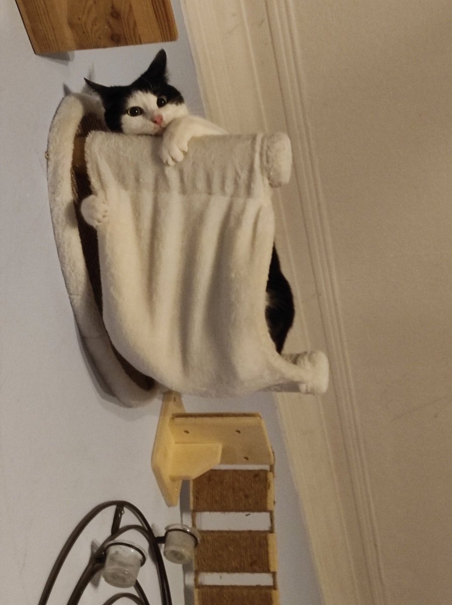 Rockkitties tweet media